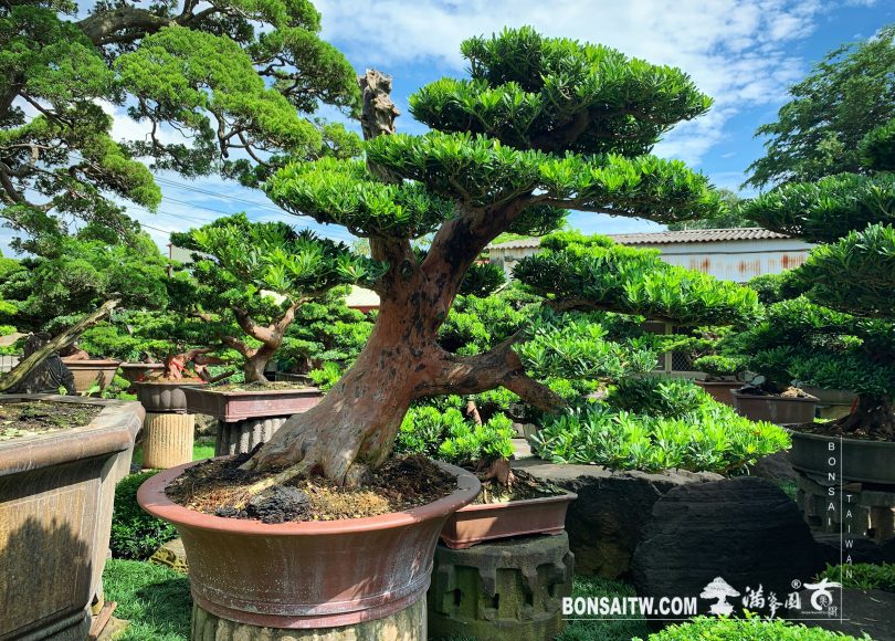 86624401 cb6f 4ef9 86e3 2ff42ccc5112 [晶鑽羅漢松] 晴天要備雨天傘，凡事做好凖備。 晶鑽羅漢松(Diamond Podocarpus costalis)