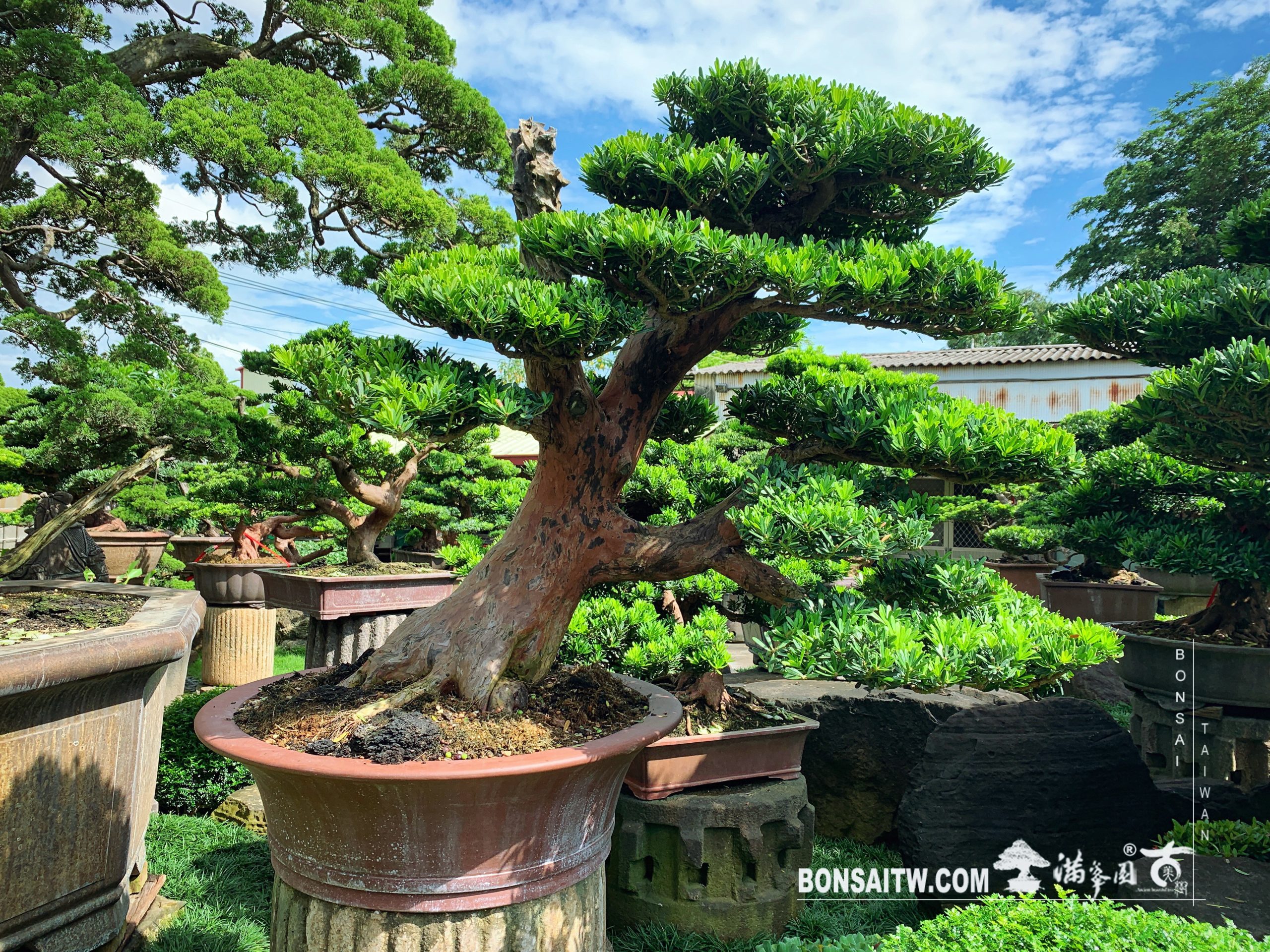 86624401 cb6f 4ef9 86e3 2ff42ccc5112 [晶鑽羅漢松] 晴天要備雨天傘，凡事做好凖備。 晶鑽羅漢松(Diamond Podocarpus costalis)