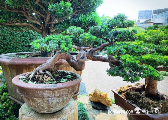 99430344 c800 481a 8c8f b2a6f0efec29 [晶鑽羅漢松] 整理 羅漢松(Podocarpus costalis)