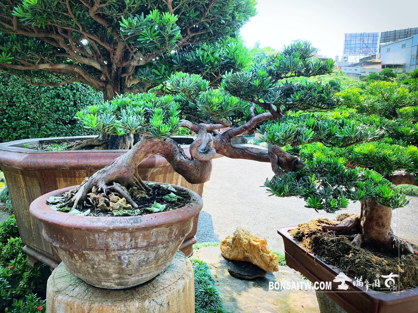 99430344 c800 481a 8c8f b2a6f0efec29 [晶鑽羅漢松] 整理 晶鑽羅漢松(Diamond Podocarpus costalis)