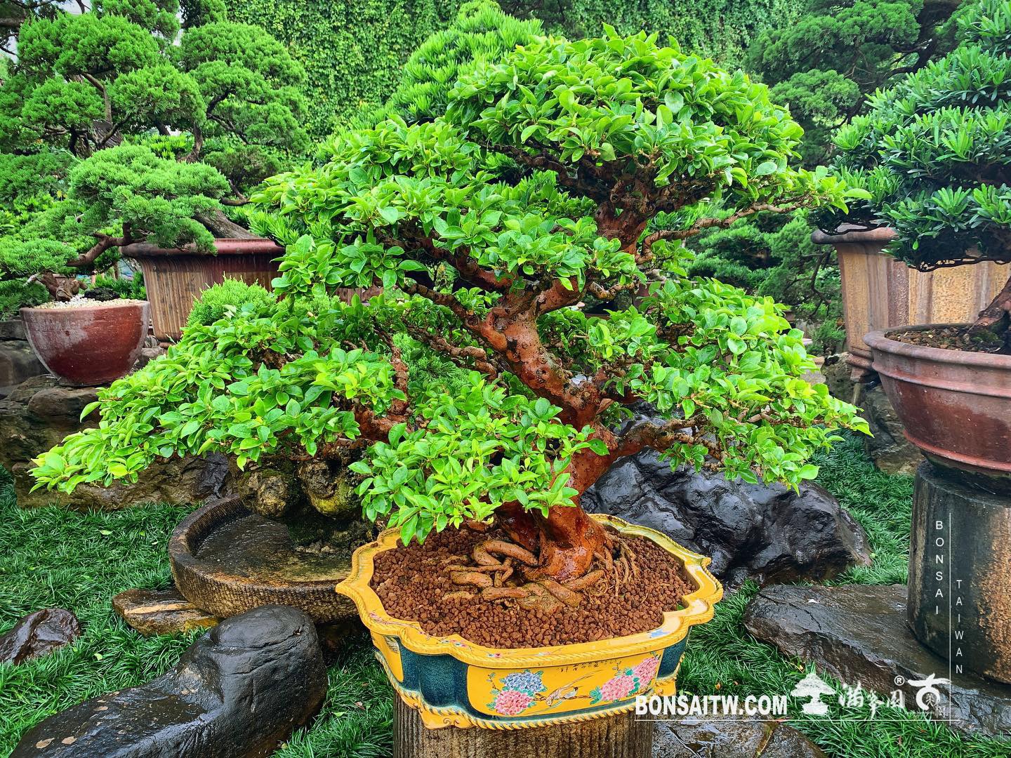 99686f32 f11a 44c1 8373 b025e91c7017 [九重葛] 對你來說重要的事會讓你找出路，不重要的只會讓你找藉口。