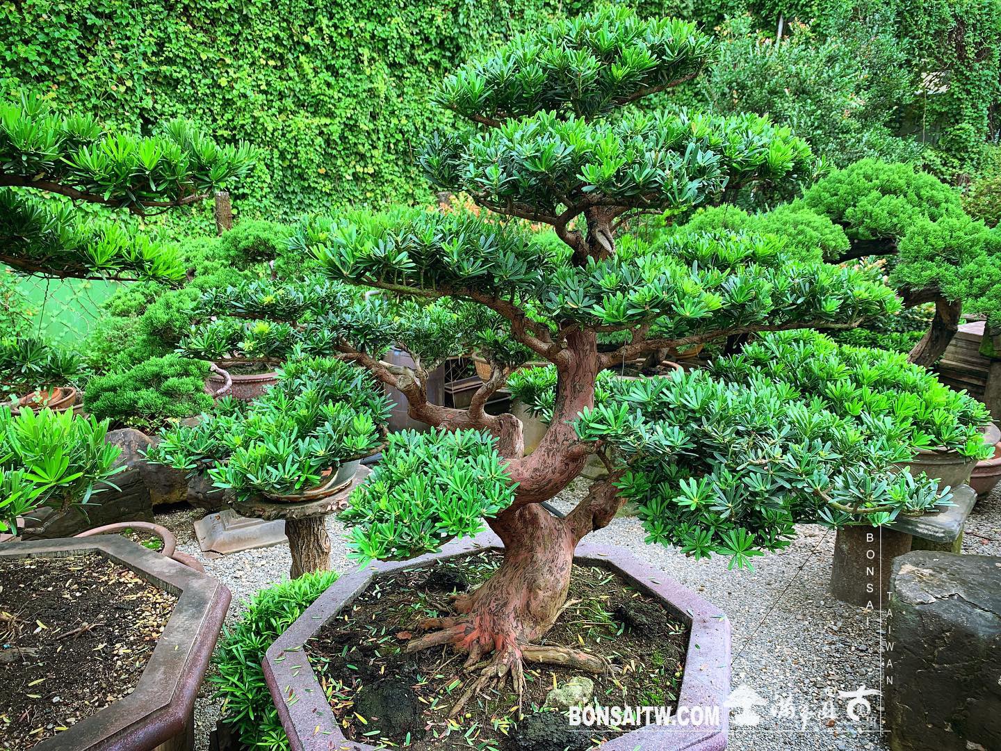 99d6380a 0440 40d5 b8bc c4a5f48519be [晶鑽羅漢松] 努力，才能創造機會。機會，才能造就改變。 晶鑽羅漢松(Diamond Podocarpus costalis)