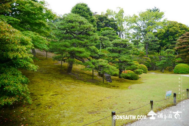P1230525 [日本庭園]二条城．二の丸庭園