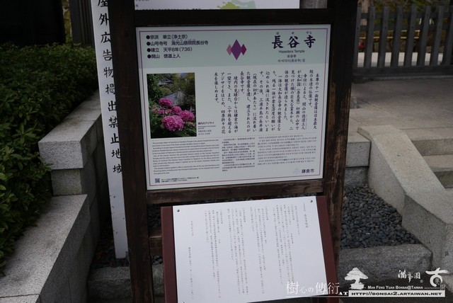 滿峯園古美樹長谷寺