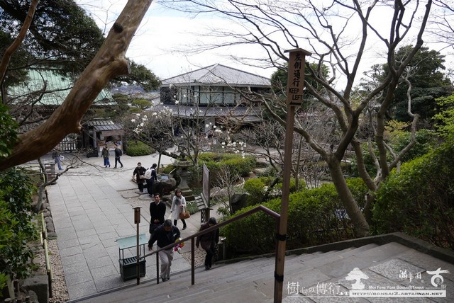 滿峯園古美樹長谷寺