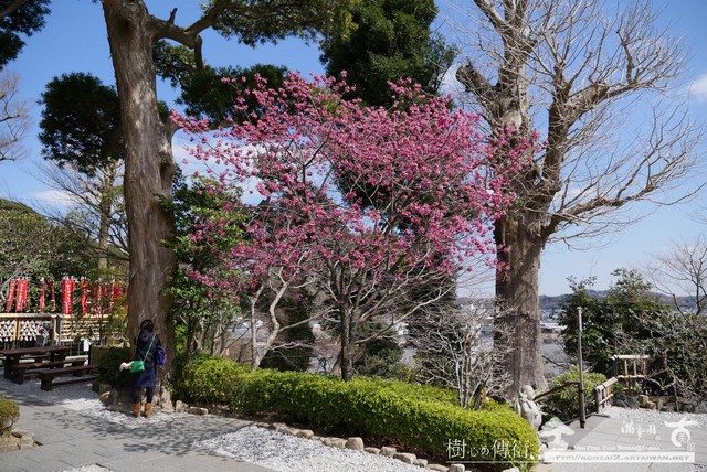 滿峯園古美樹長谷寺