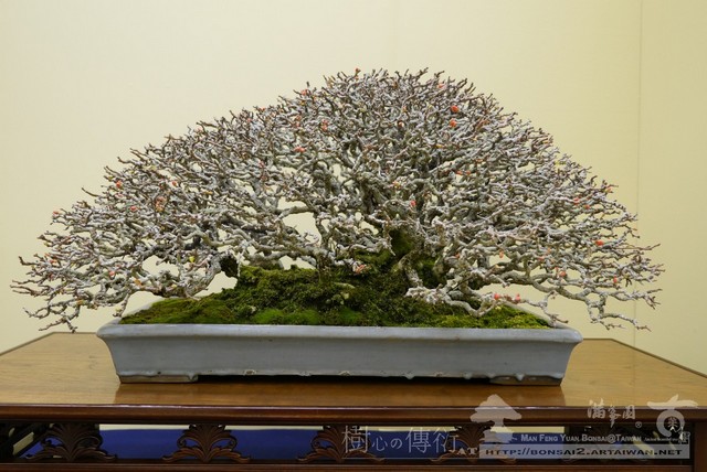 滿峯園古美樹大觀展