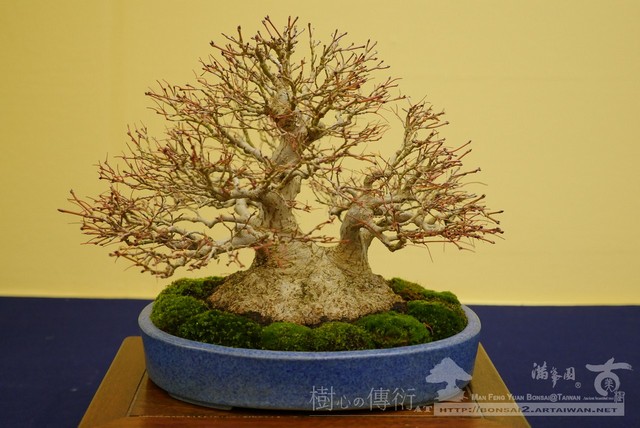 滿峯園古美樹大觀展