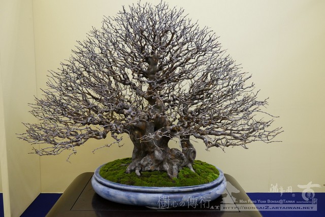 滿峯園古美樹大觀展