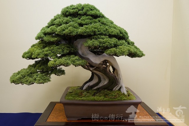 滿峯園古美樹大觀展