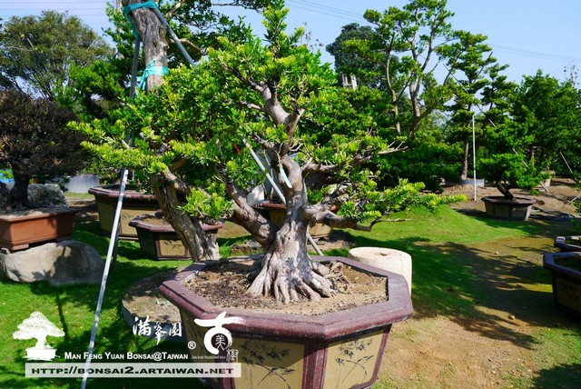 滿峯園古美樹羅漢松