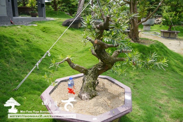 滿峯園古美樹羅漢松