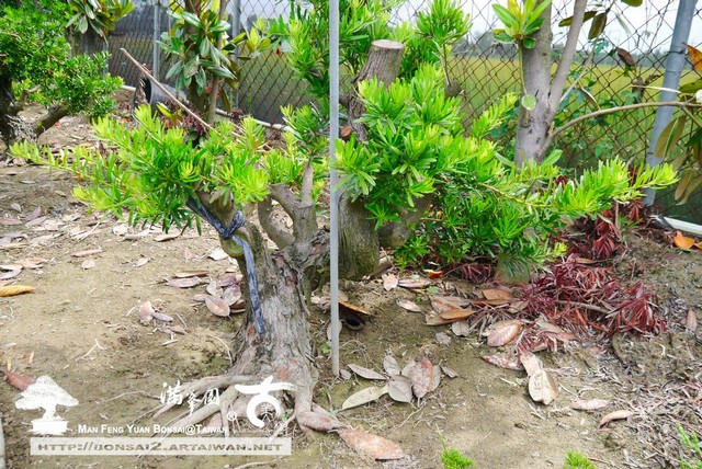 滿峯園古美樹羅漢松