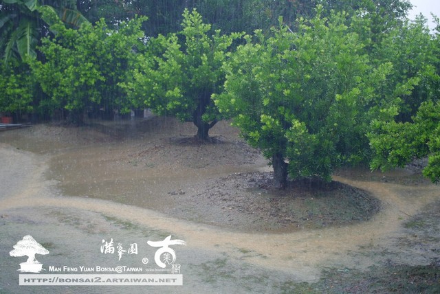 滿峯園古美樹羅漢松盆庭園樹