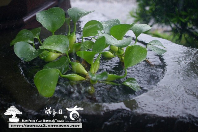滿峯園古美樹羅漢松盆庭園樹