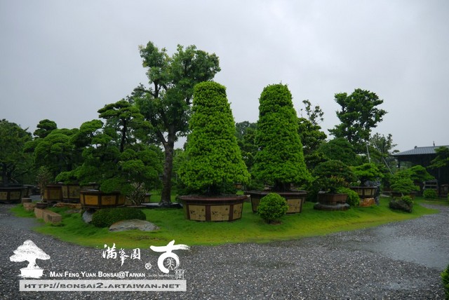 滿峯園古美樹羅漢松盆庭園樹