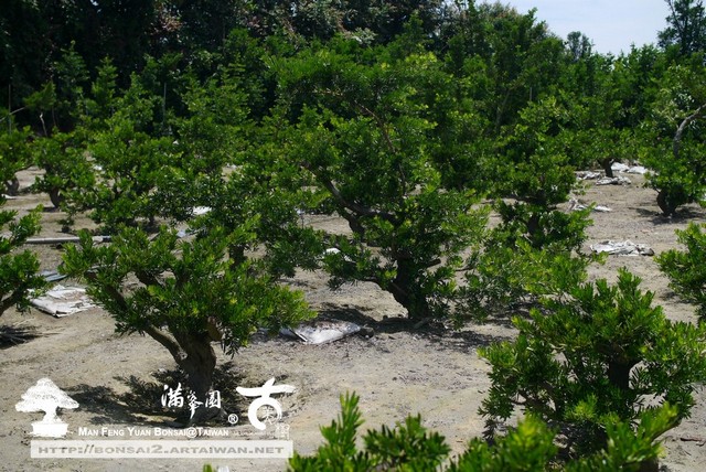 滿峯園古美樹羅漢松