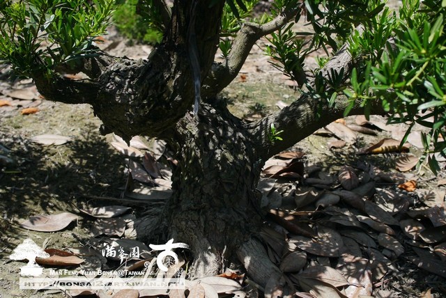 滿峯園古美樹羅漢松