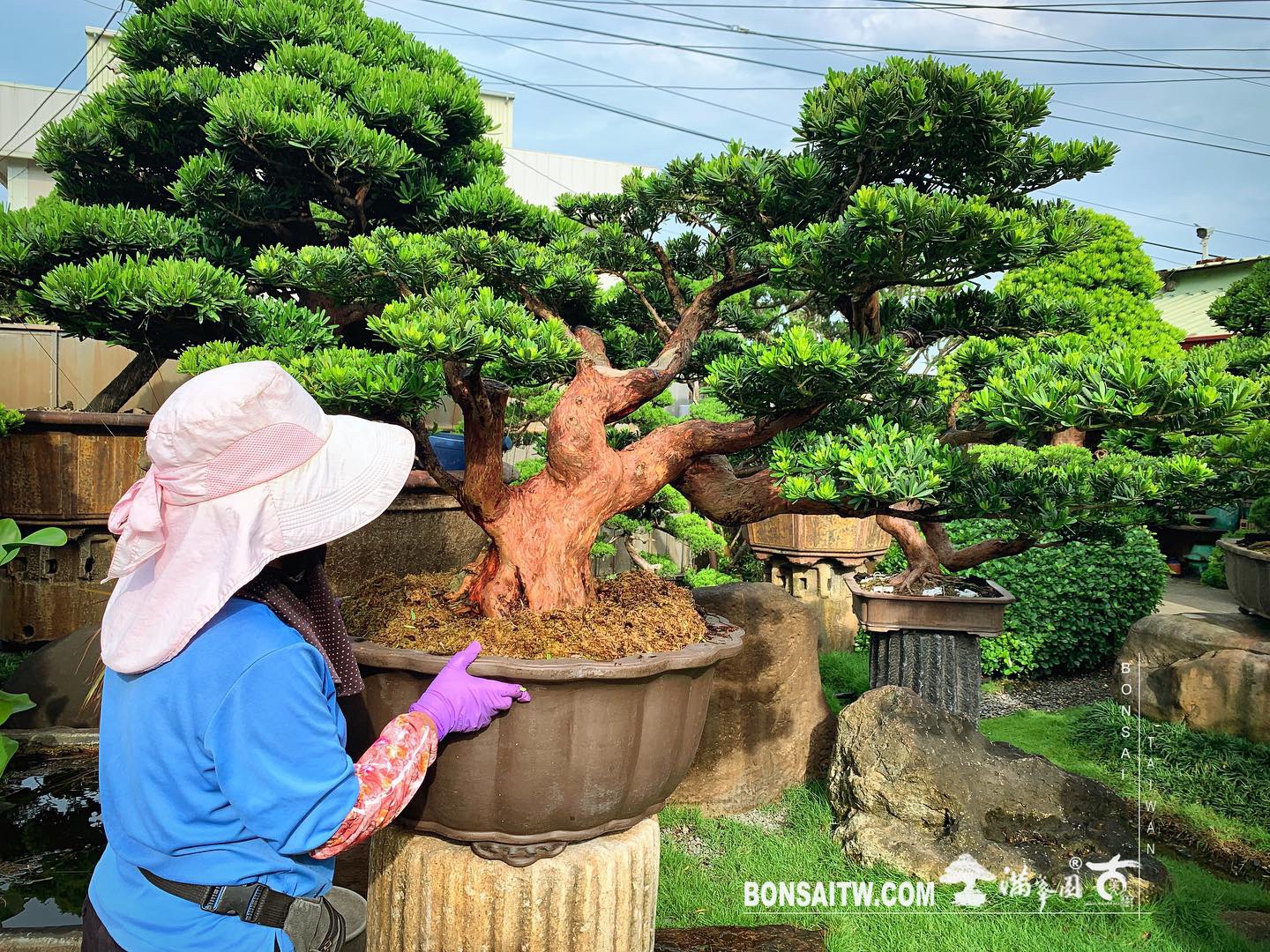 a25d860f 22e7 40d6 a7c6 4754851cdfa8 [晶鑽羅漢松] 在危機中看到轉機，在轉機中找到生機。 晶鑽羅漢松(Diamond Podocarpus costalis)