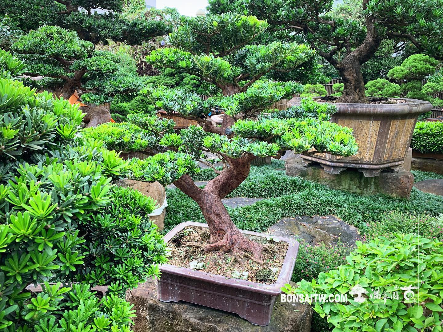 ad5393d4 0832 4a77 9f1e fbaee22b38fe [晶鑽羅漢松] 多做不是損失，上天自有安排。 晶鑽羅漢松(Diamond Podocarpus costalis)