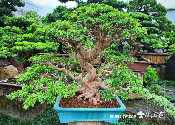 adf69ea3 054f 44b9 8f82 c35d398575b7 [九重葛] 在每個轉折裡，都有時間的淬煉。 花果盆栽(The flower bonsai)