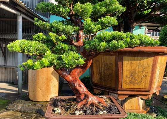 b7b67731 937b 4e43 bf2e 575be24a0e61 [晶鑽羅漢松] 與其在等待中浪費青春，不如在追求中燃燒生命。 diamond