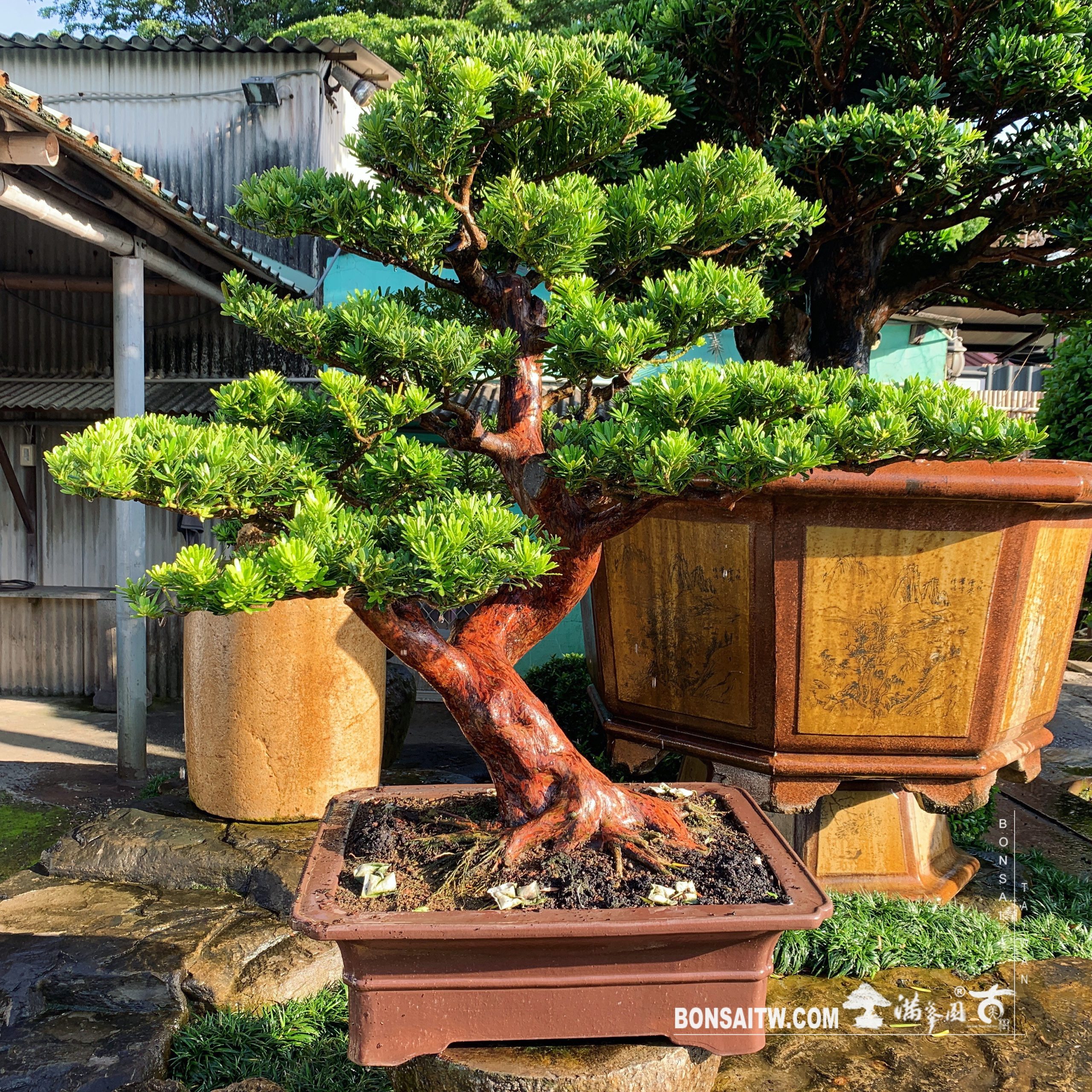 b7b67731 937b 4e43 bf2e 575be24a0e61 [晶鑽羅漢松] 與其在等待中浪費青春，不如在追求中燃燒生命。 晶鑽羅漢松(Diamond Podocarpus costalis)