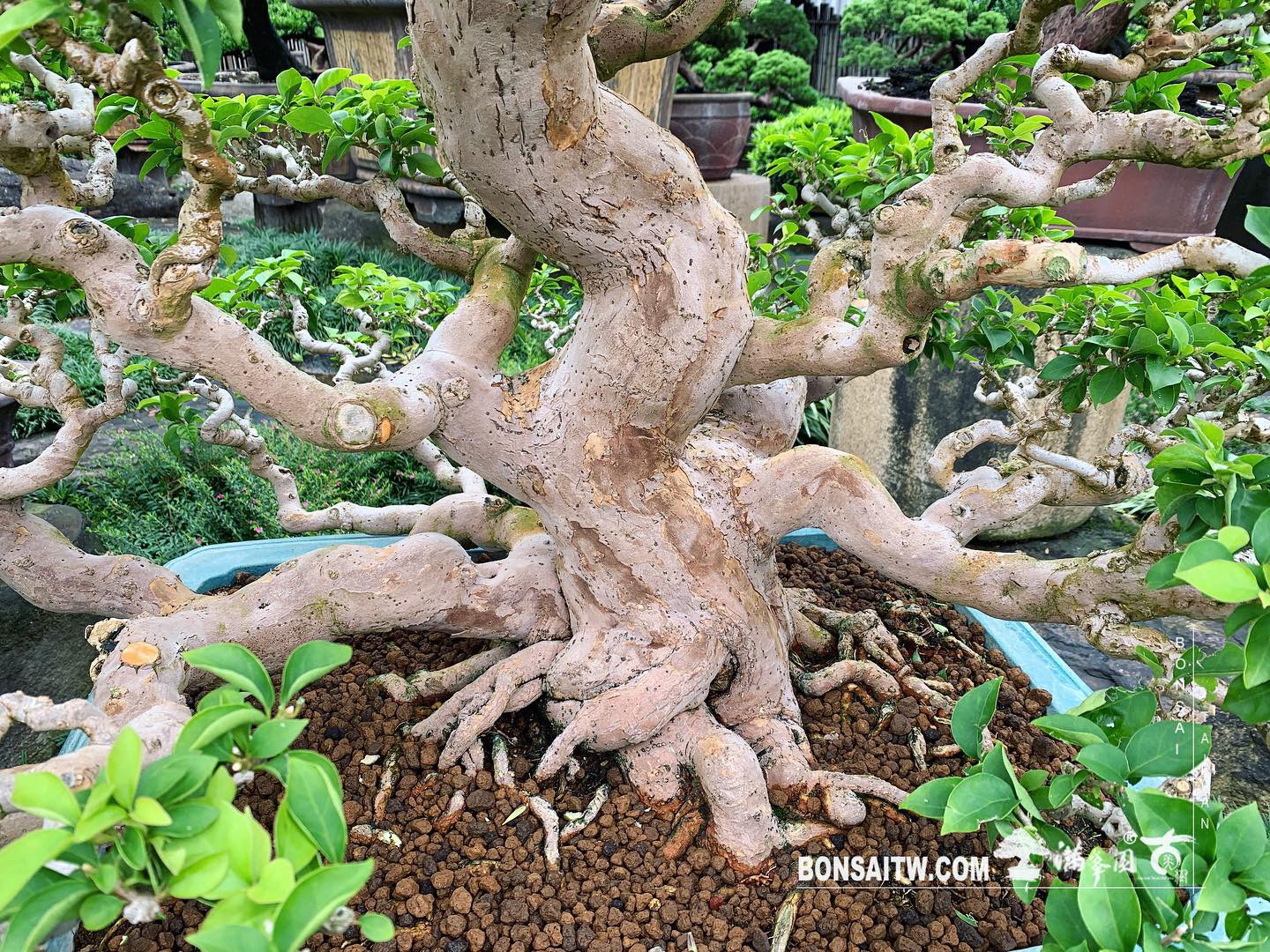 c81325f2 d8d2 4d8b a361 d7547b5c2cbd [九重葛] 在每個轉折裡，都有時間的淬煉。