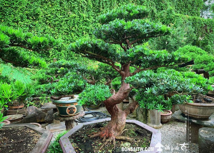 c91d6efc 60d8 4e4a bacd 9615d8407a6f 1 [晶鑽羅漢松] 努力，才能創造機會。機會，才能造就改變。 晶鑽羅漢松(Diamond Podocarpus costalis)