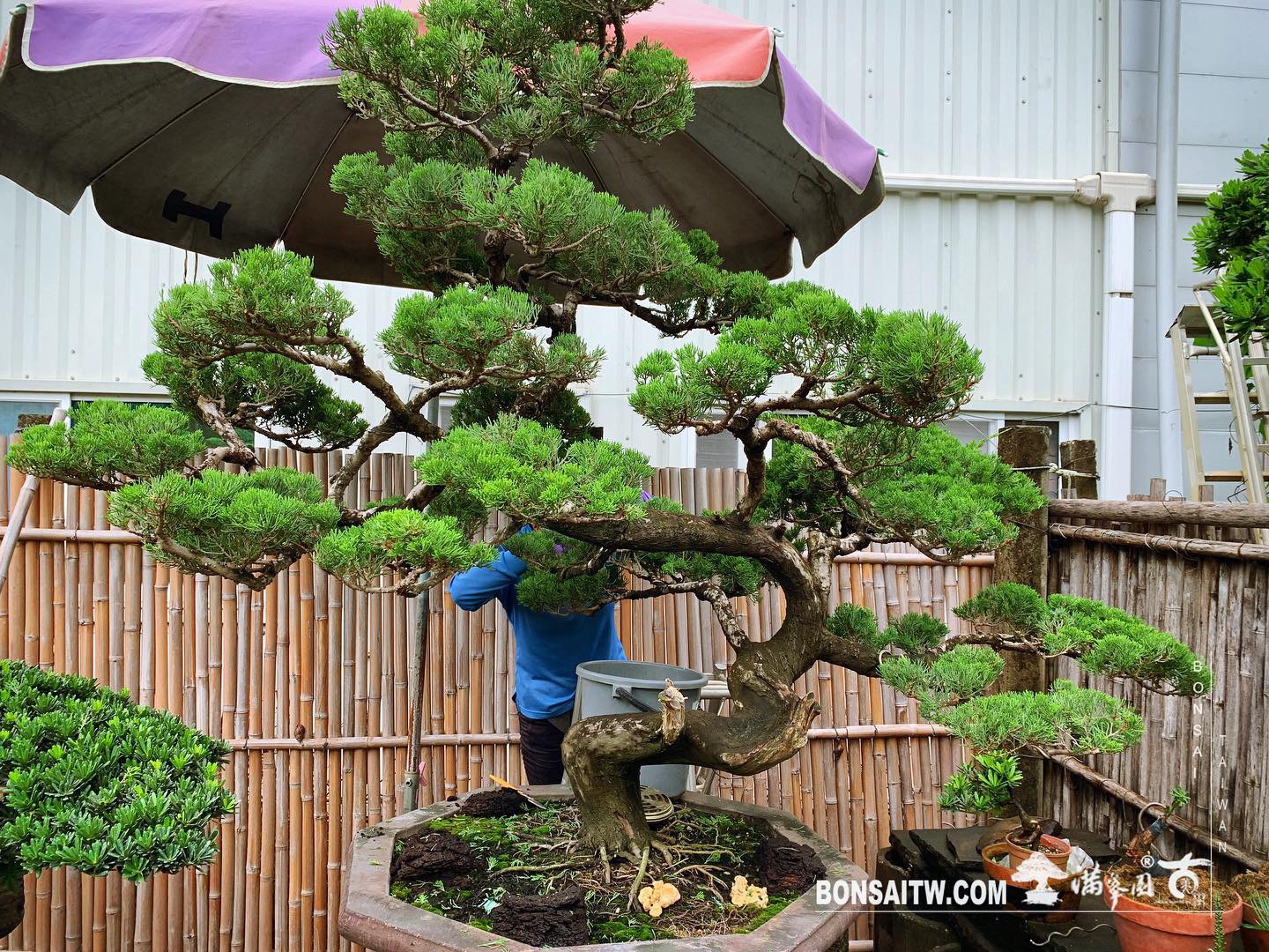 ceea274b 3592 4711 b2e9 29cb1d0c8e6c [真柏]找出最適合自己的生活哲學，不需隨著別人的腳步起舞。