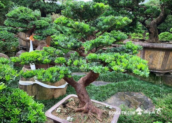 d17beb68 94c9 44bf 90dc 8d91034cb7ae [晶鑽羅漢松] 多做不是損失，上天自有安排。 羅漢松(Podocarpus costalis)