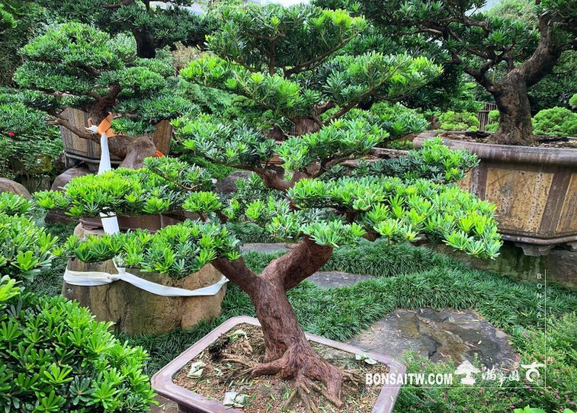 d17beb68 94c9 44bf 90dc 8d91034cb7ae [晶鑽羅漢松] 多做不是損失，上天自有安排。 晶鑽羅漢松(Diamond Podocarpus costalis)