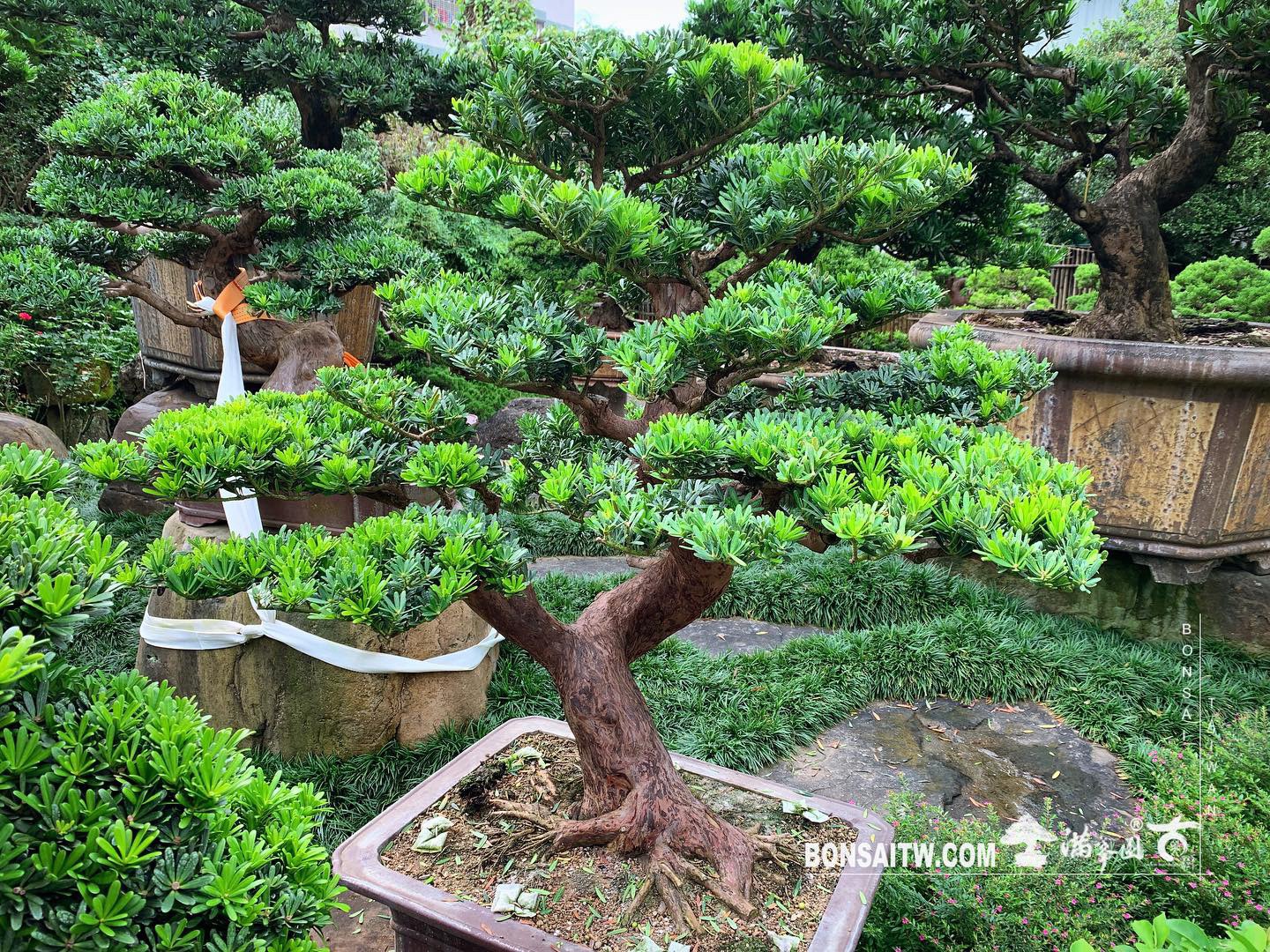 d17beb68 94c9 44bf 90dc 8d91034cb7ae [晶鑽羅漢松] 多做不是損失，上天自有安排。 晶鑽羅漢松(Diamond Podocarpus costalis)