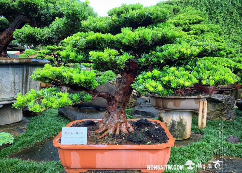 d61f16f8 1de8 482b b18a 2e6ee9b26192 [晶鑽羅漢松] 整理 羅漢松(Podocarpus costalis)