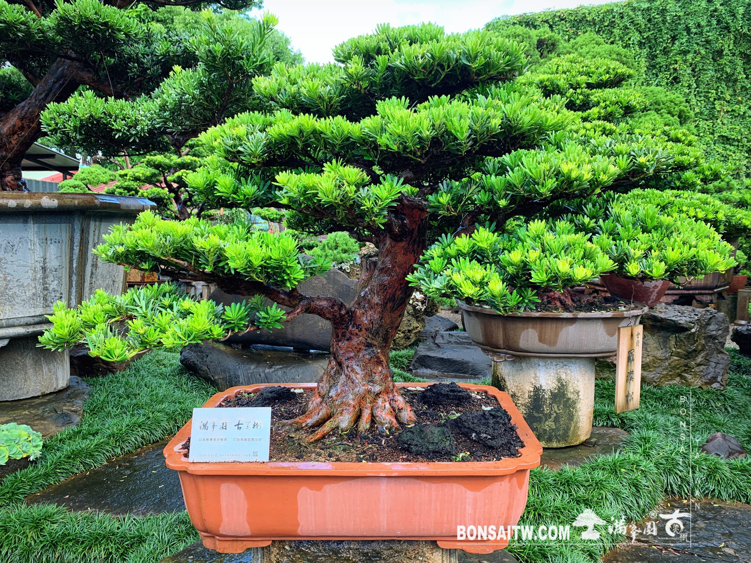 d61f16f8 1de8 482b b18a 2e6ee9b26192 [晶鑽羅漢松] 整理 羅漢松(Podocarpus costalis)