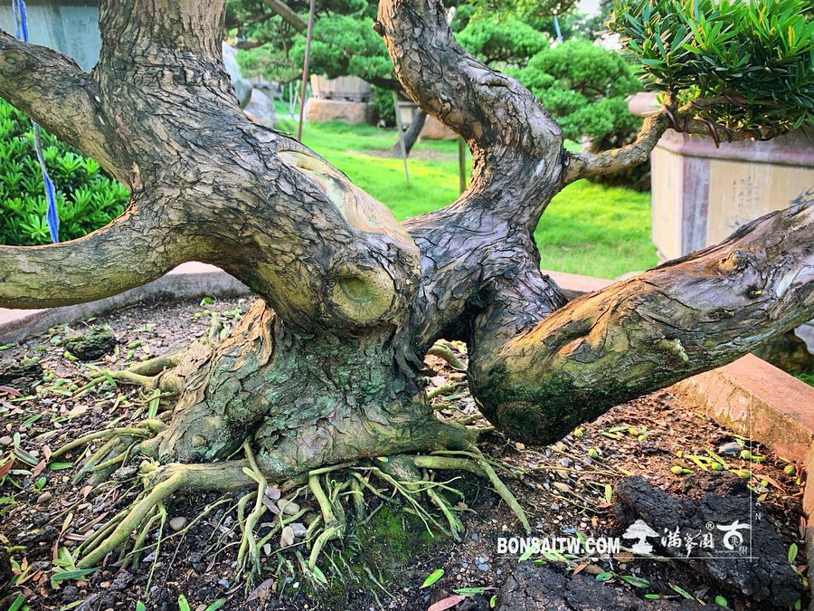 d6e170f7 d692 44c2 9f5b c80e8fe6deec [晶鑽羅漢松] 努力做自己喜歡的事，加油！ 晶鑽羅漢松(Diamond Podocarpus costalis)