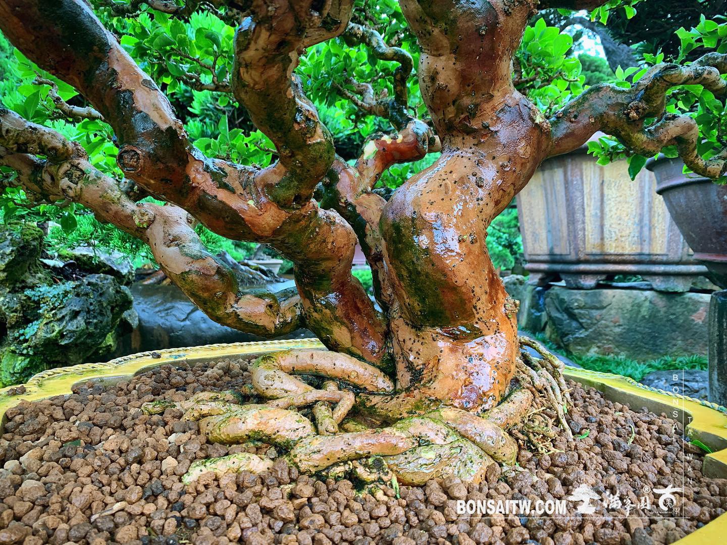 d9a0173a e856 48f2 9d54 83eeb47e75c9 [九重葛] 對你來說重要的事會讓你找出路，不重要的只會讓你找藉口。