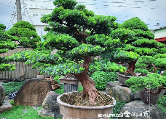 db94a7fa c323 4a2f b8f2 06c880e76b5c [晶鑽羅漢松] 大型盆景.整理 大型盆栽(Grand Bonsai)