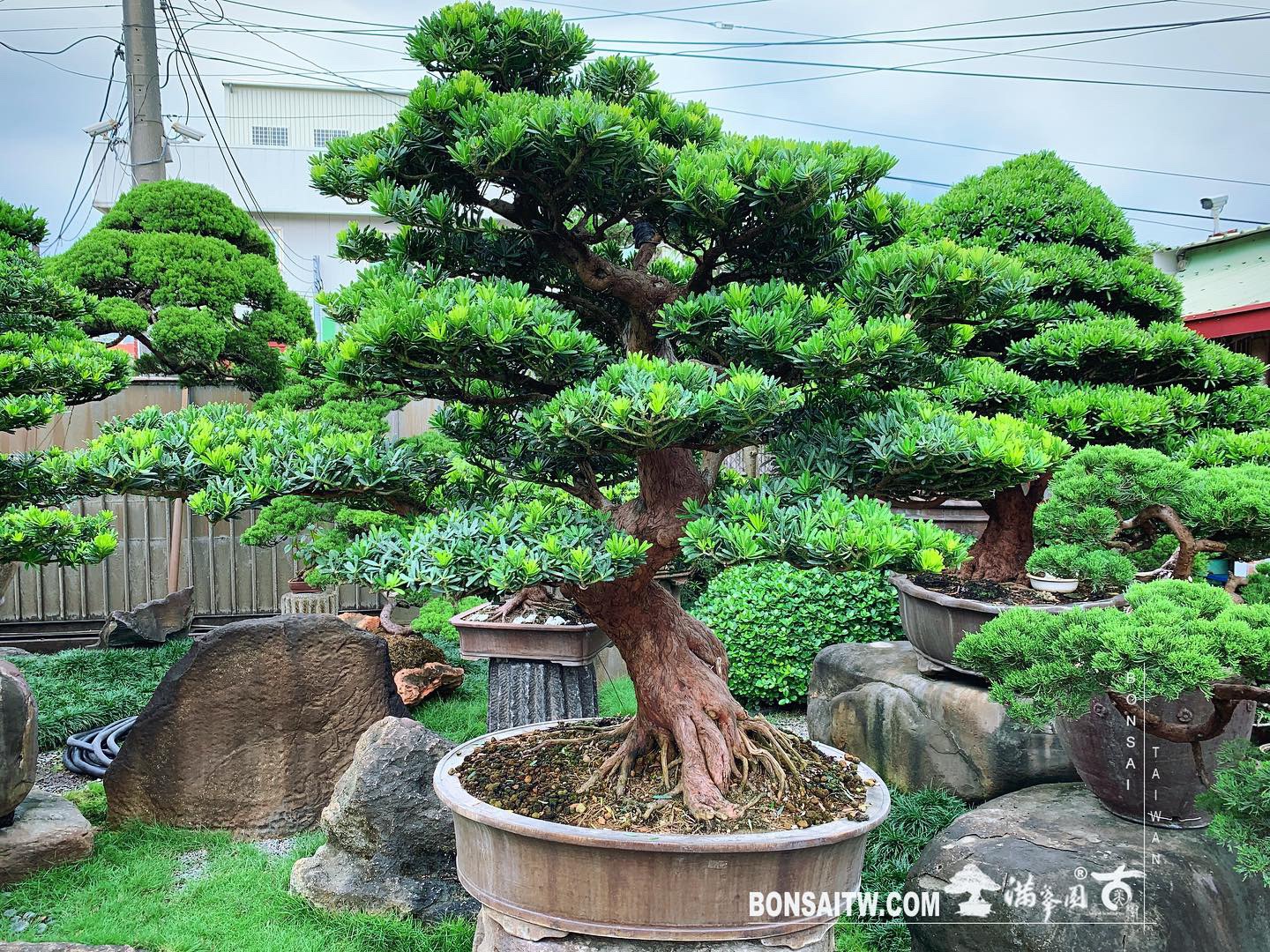 db94a7fa c323 4a2f b8f2 06c880e76b5c [晶鑽羅漢松] 大型盆景.整理 羅漢松(Podocarpus costalis)