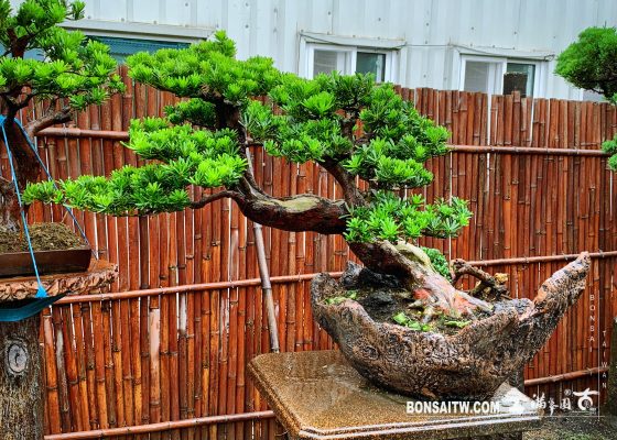 dfcde37b 2fce 4bf7 9343 a1acb6f3e0c0 [晶鑽羅漢松] 整理 羅漢松(Podocarpus costalis)