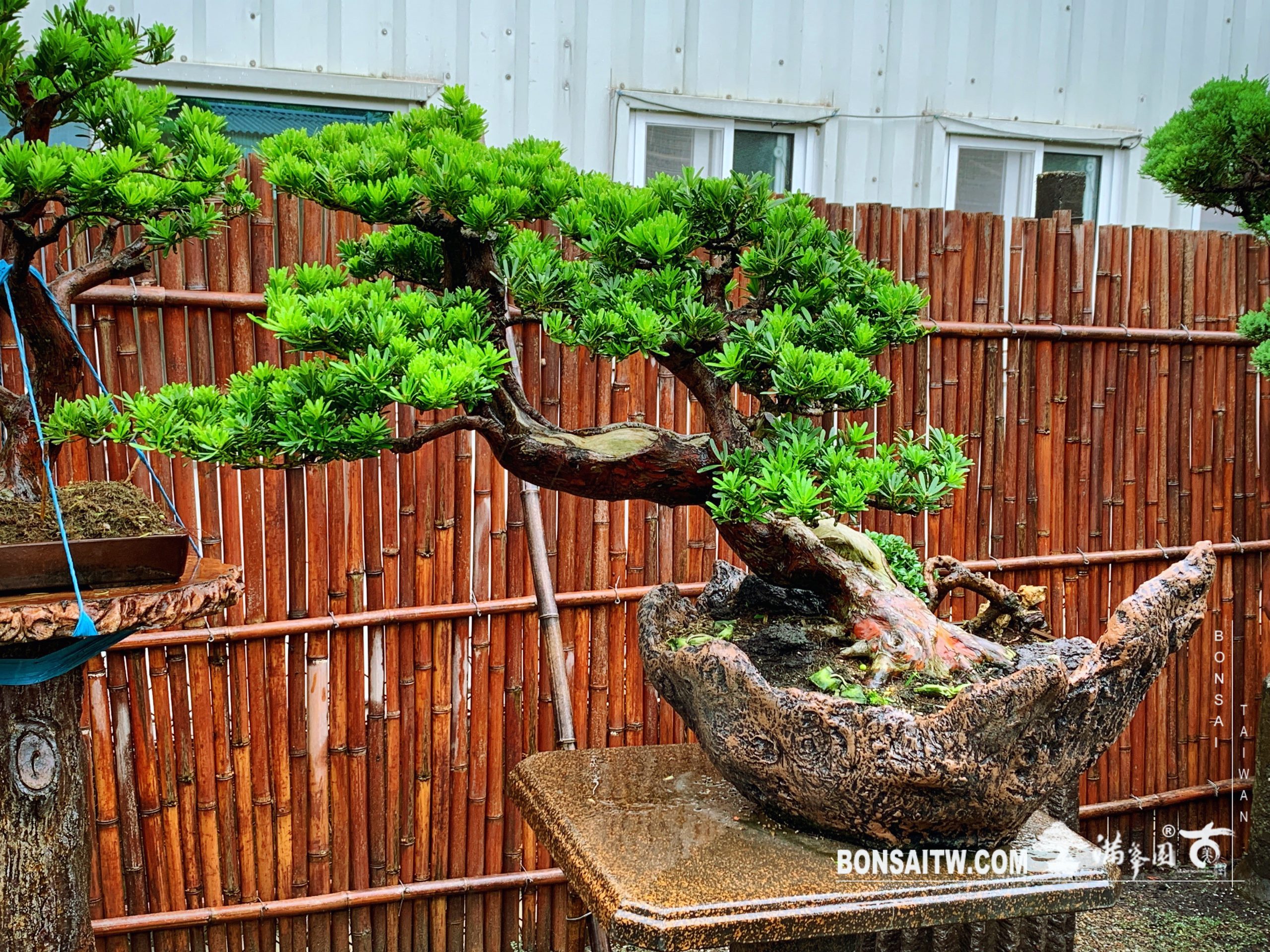 dfcde37b 2fce 4bf7 9343 a1acb6f3e0c0 [晶鑽羅漢松] 整理 晶鑽羅漢松(Diamond Podocarpus costalis)