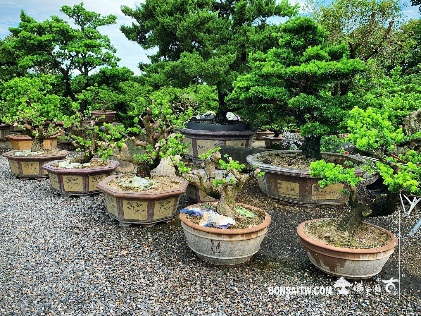 e6ce5672 28d3 43c6 987a ebe4ae6bb222 [晶鑽羅漢松] 持之以恆，滴水穿石。 晶鑽羅漢松(Diamond Podocarpus costalis)