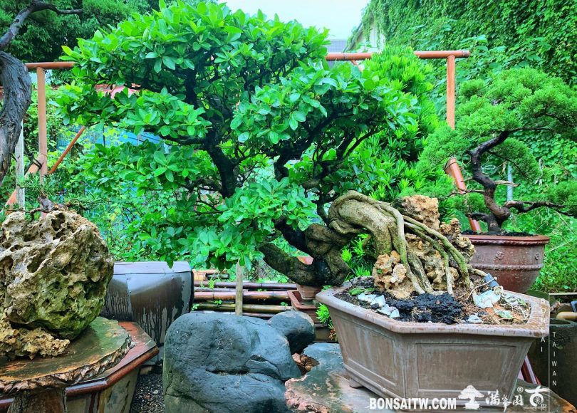 f0133513 7c60 49f7 b3b8 8d9a027a11e6 [西印度櫻桃] 整理