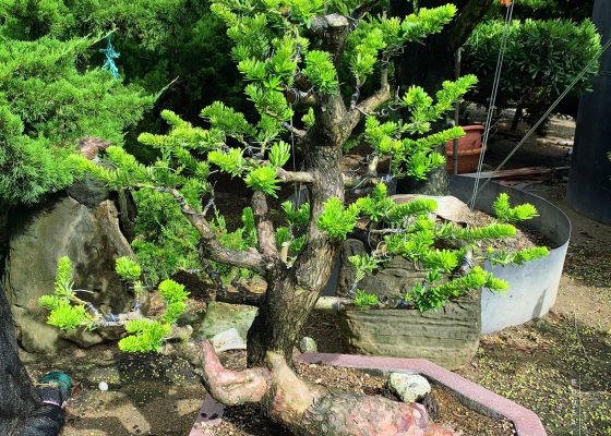 f0fa9679 4b23 46ff 831f ea6924b2b22a [晶鑽羅漢松] 有些事，急不得，也沒辦法急。順其自然就好。 培養過程