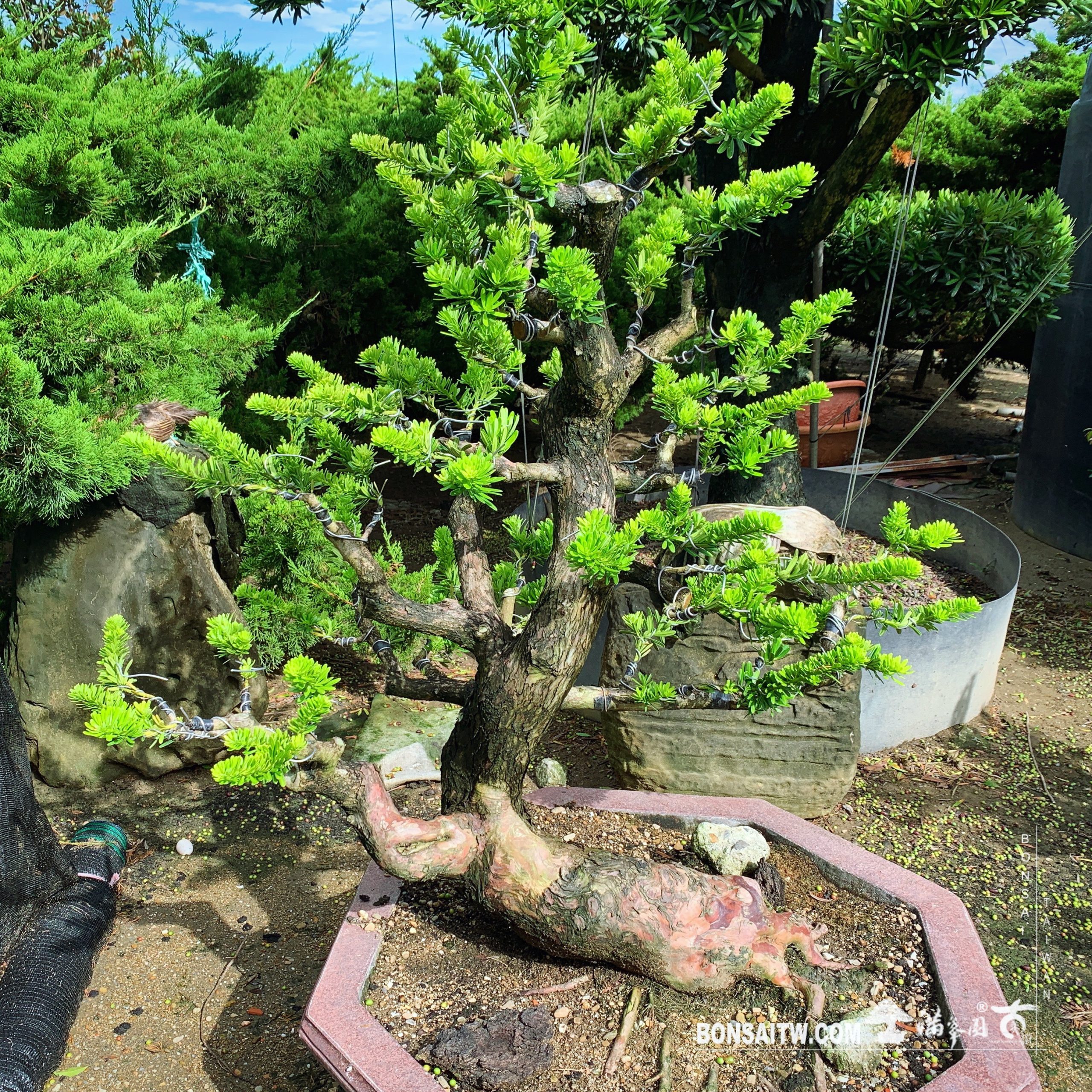 f0fa9679 4b23 46ff 831f ea6924b2b22a [晶鑽羅漢松] 有些事，急不得，也沒辦法急。順其自然就好。 晶鑽羅漢松(Diamond Podocarpus costalis)