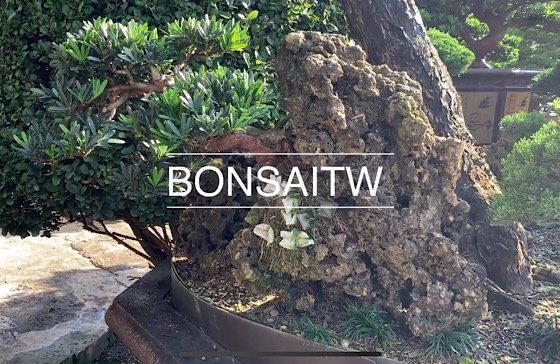 img 0468 [樹石共生]有些事物，是需要透過時間的沈澱，才能顯現出它的味道。 附石盆景(rock with tree)