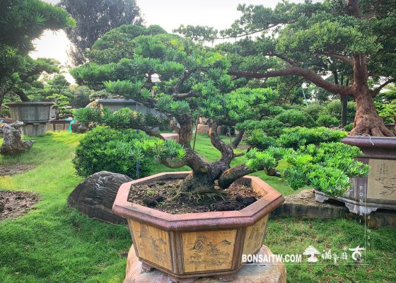 img 0704 [晶鑽羅漢松] 努力做自己喜歡的事，加油！ 羅漢松(Podocarpus costalis)