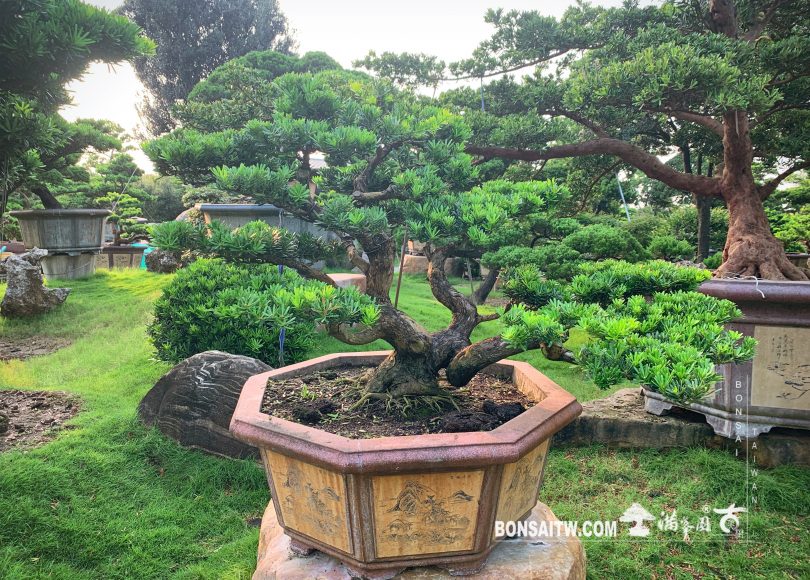 img 0704 [晶鑽羅漢松] 努力做自己喜歡的事，加油！ 晶鑽羅漢松(Diamond Podocarpus costalis)