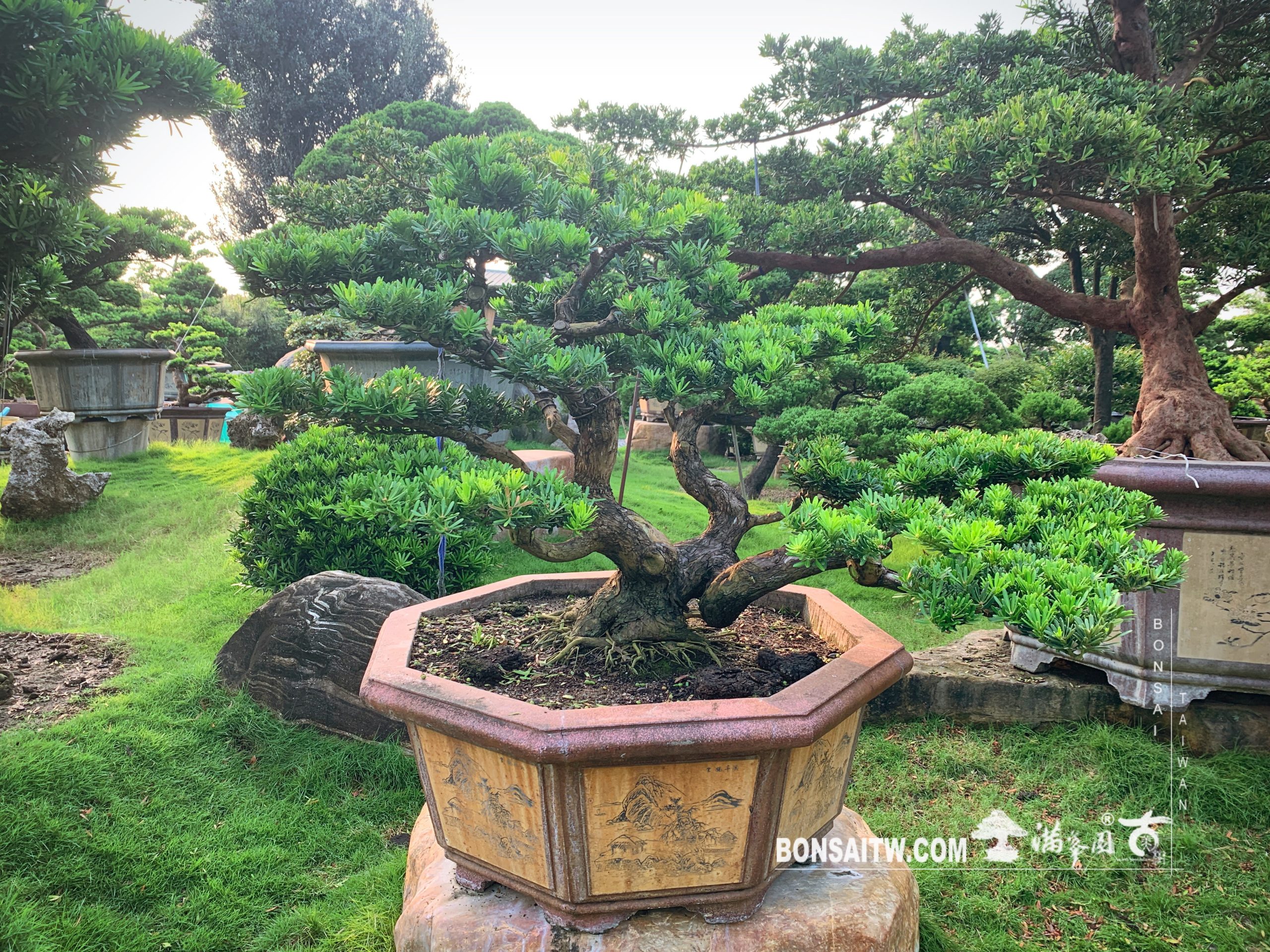 img 0704 [晶鑽羅漢松] 努力做自己喜歡的事，加油！ 晶鑽羅漢松(Diamond Podocarpus costalis)