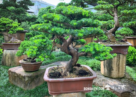 img 6240 [晶鑽羅漢松] 整理 大型盆栽(Grand Bonsai)